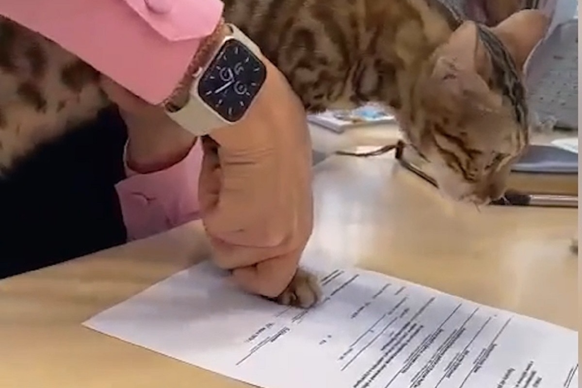 В Барнауле кошку устроили на работу по трудовому договору